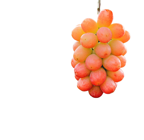 サンシャインレッド