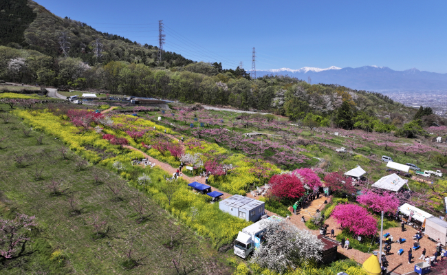 桃と菜の花ふるさと祭り